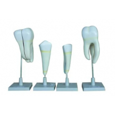 Human Teeth Model
